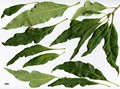 SpeciesSub: Mespilifolia Group SpeciesSub: Mespilifolia Group